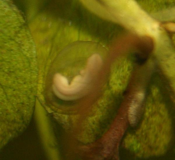 So neat to see them growing in the egg.