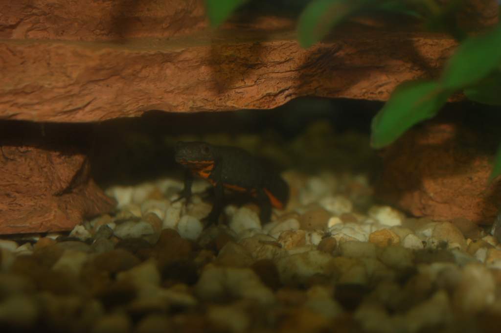 So sad that hide broke, it was a newt favorite.