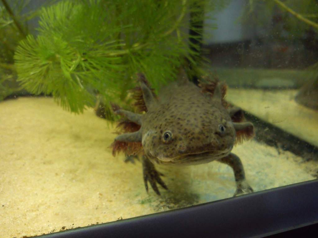 So tiny the little snapper!