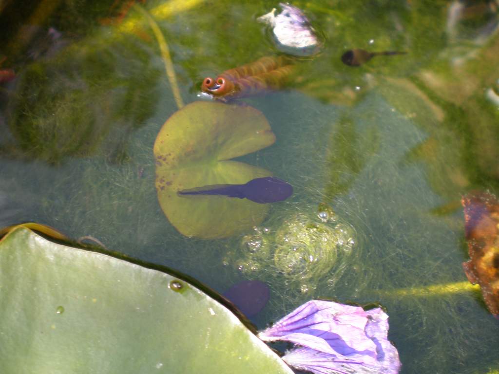 solitary tadpole