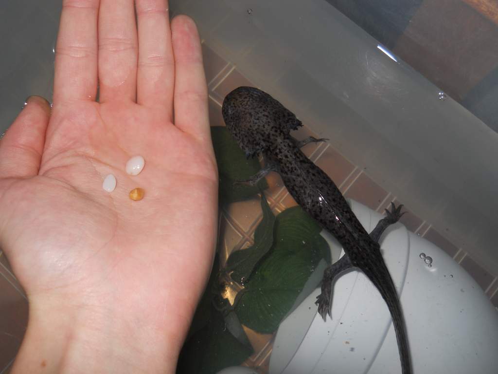 Some gravel that was in Aristotle Axolotl's belly when I first got him, from the LFS.
He past out a couple more pieces the next day. :(
Poor guy, now,