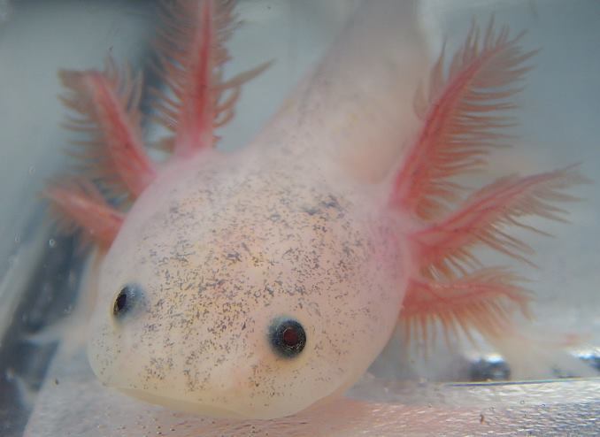 Some have more freckles than others.