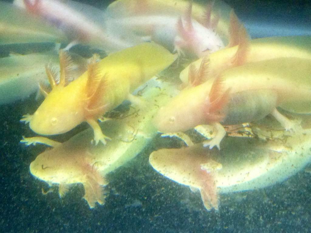 Some juveniles