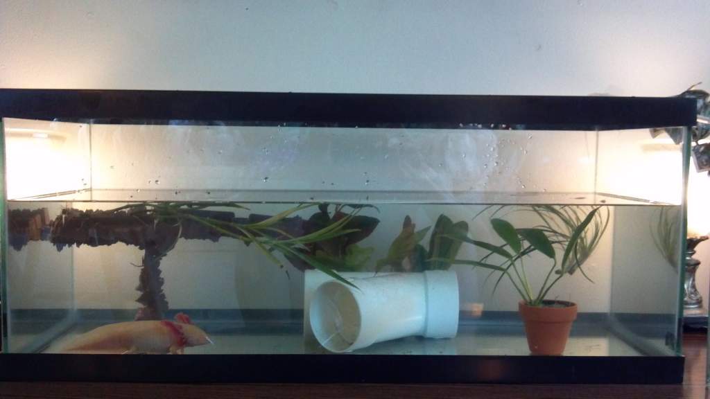 some live plants... finally!  :)  hope they stay living!