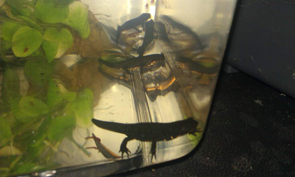 Some of 2011's baby FBN