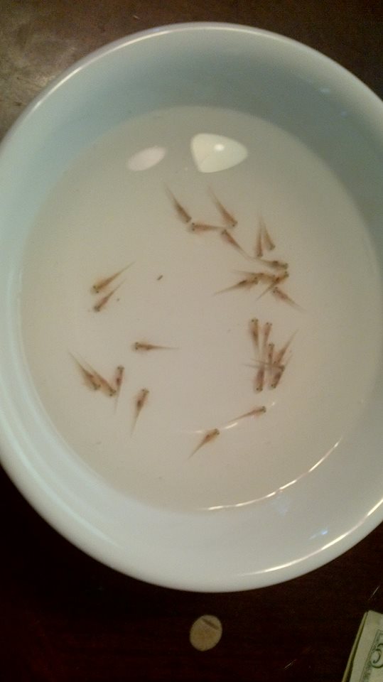 Some of my bigger babies