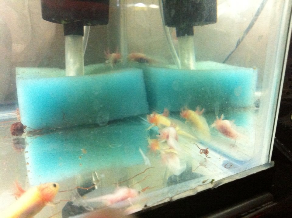 Some of my derptastic babies. Willowcat generously gave them to me to keep because I love the special ones.