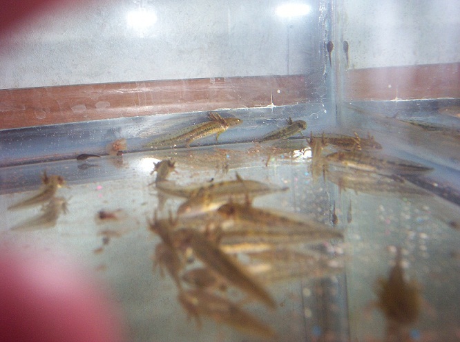some of my larvae