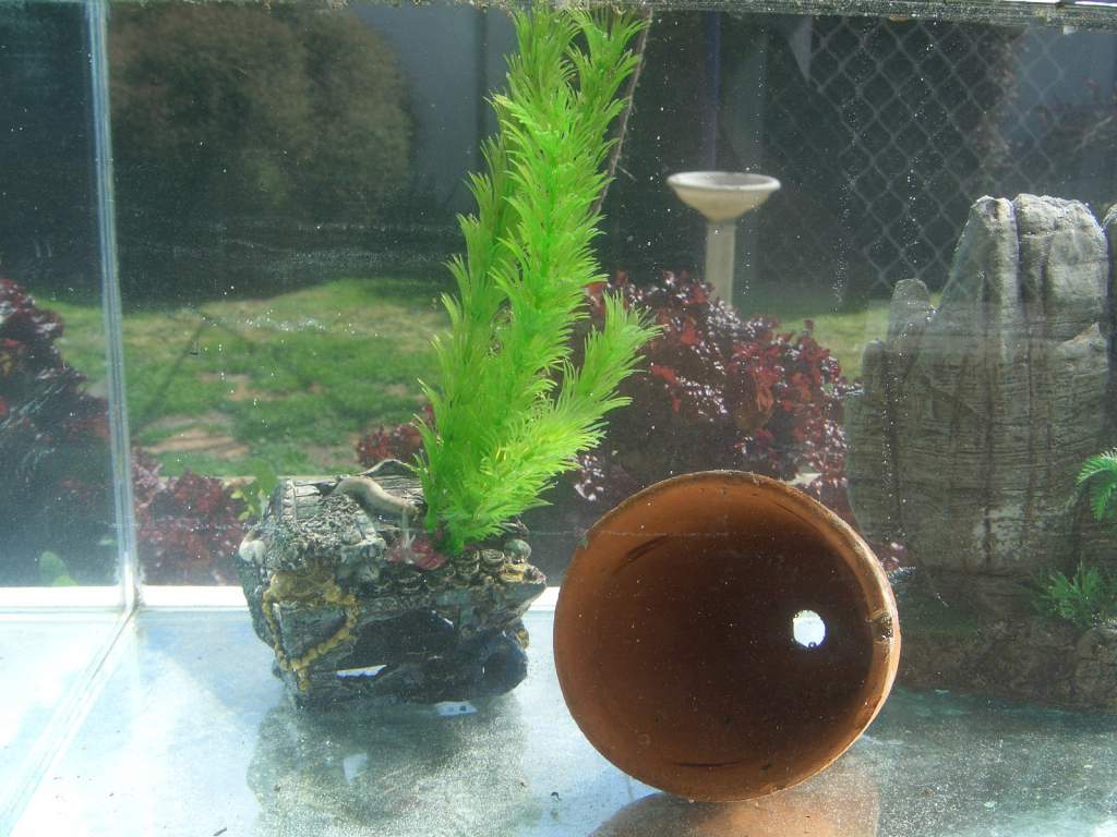 Some ornaments in my new tank.