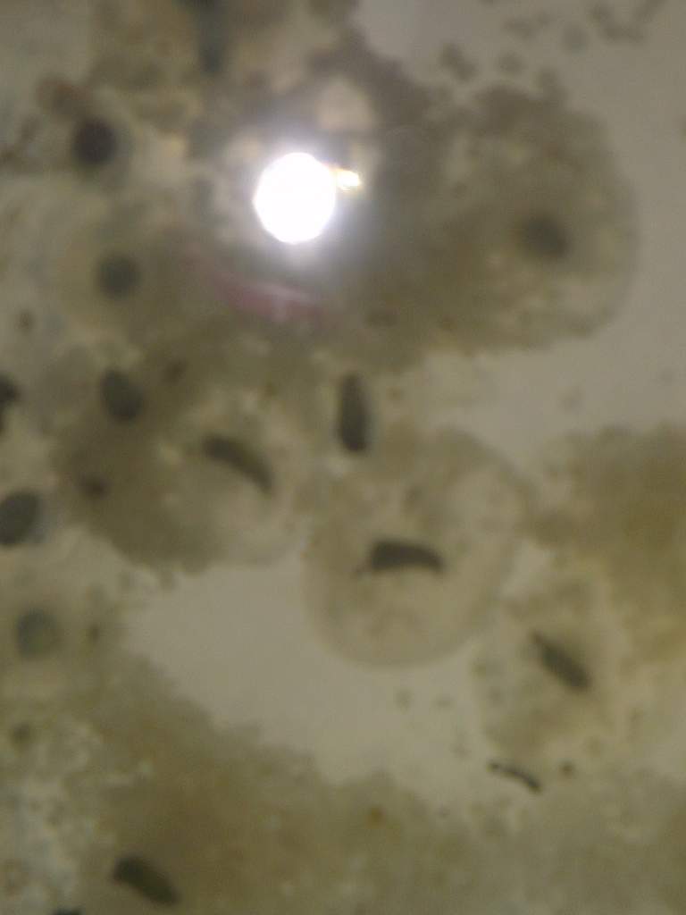 Some pretty strong looking embryos