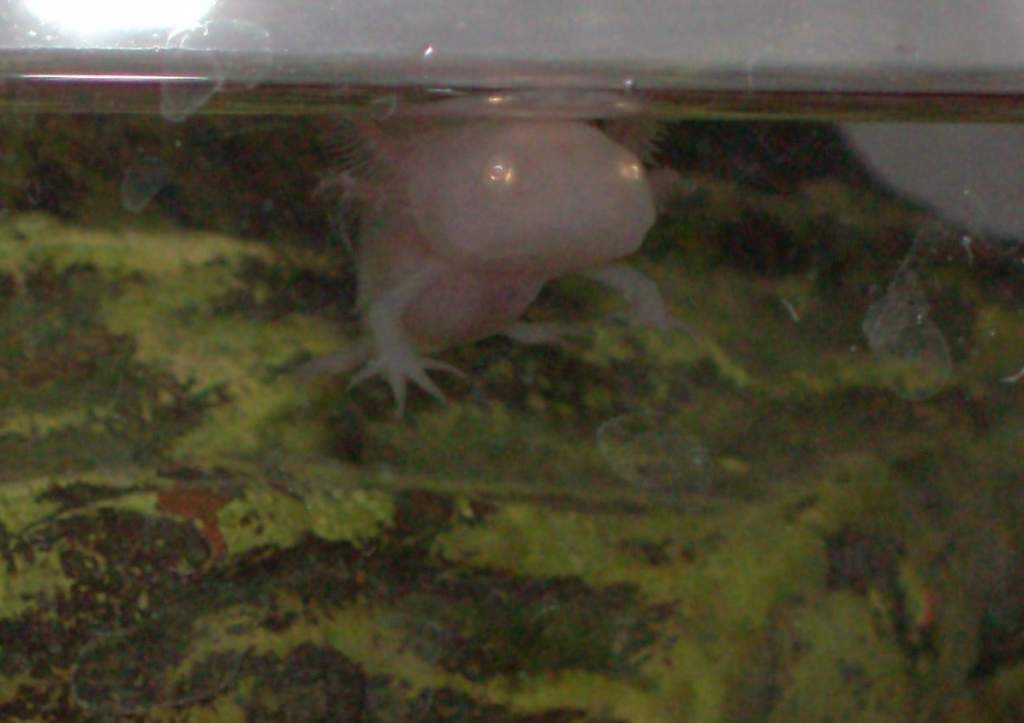 Sometimes he keeps watching me like he knew I'm his mum:D But I don't think he really knows what he's staring at:)