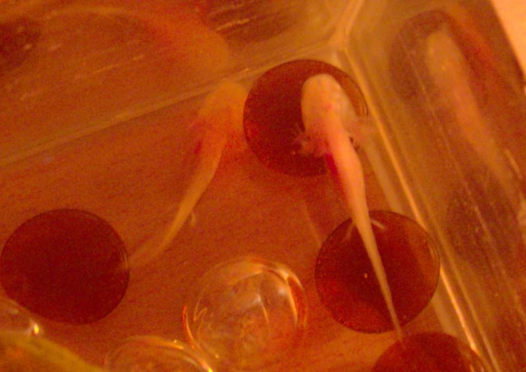 Sometimes I feel like they will never get any bigger:D
(they are as big as the half of my little finger right now, but cute as hell:)