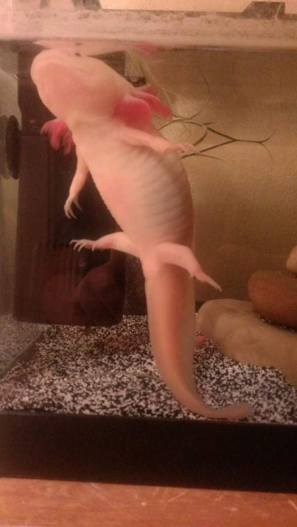 Sometimes she stands on her tail, lol.