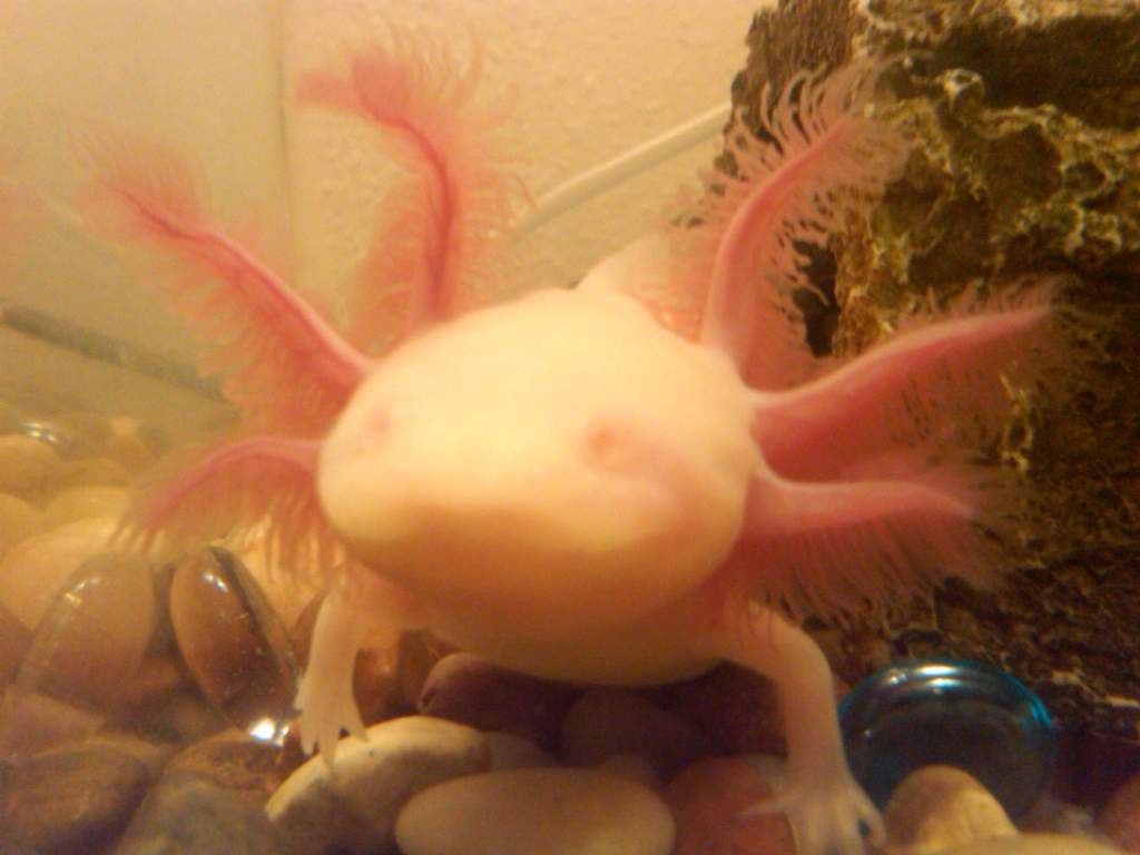 Sookie's arm grew back!!! Her right arm (left in pic) has grown back completely in about a month and a half.