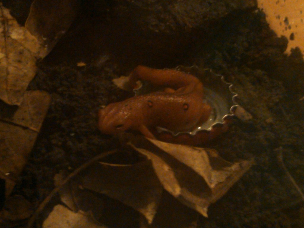Sorry so dark--this was taken in August, not long after we got him.