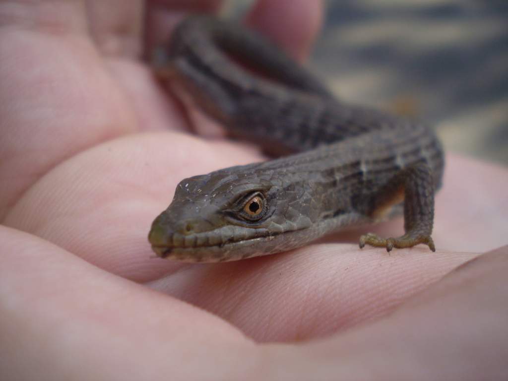 Southern Alligator Lizard: southern California coastal area