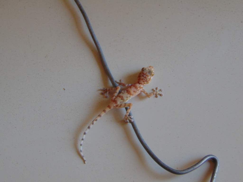 Southern fan-fingered gecko (Ptyodactylus hasselquistii). Same juvenile from the previous photo