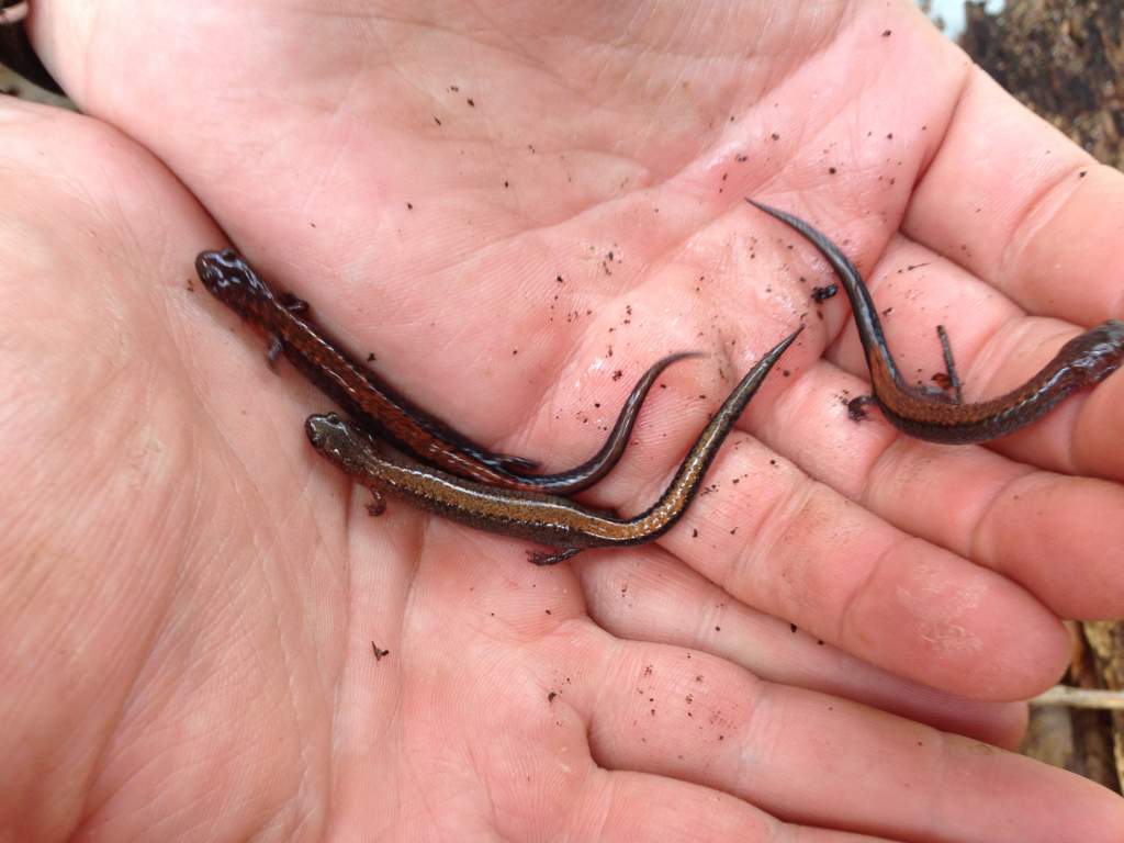 Southern Red-backed Salamander (Plethodon serratus)