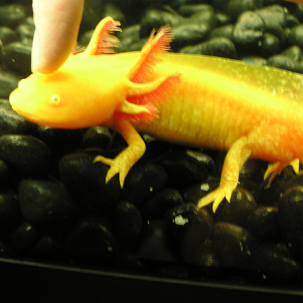 Sovereign enjoying pats.