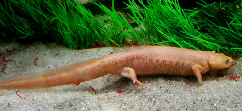 Spanish Ribbed Newt Setup (Pleurodeles waltl) Female Leucistic