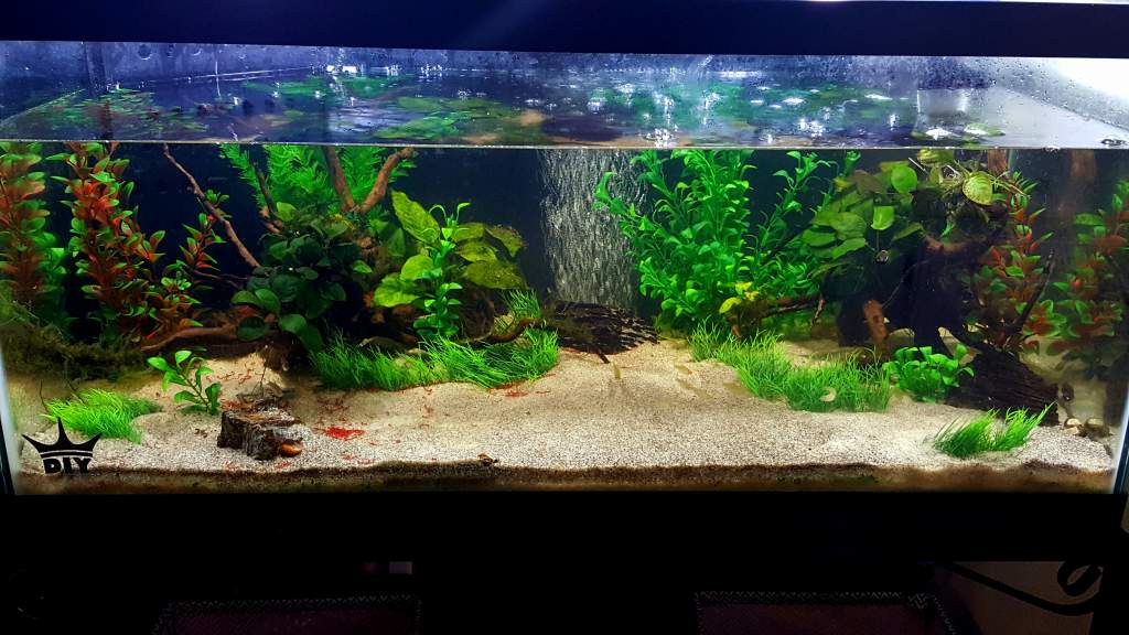 Spanish Ribbed Newt Setup (Pleurodeles waltl)