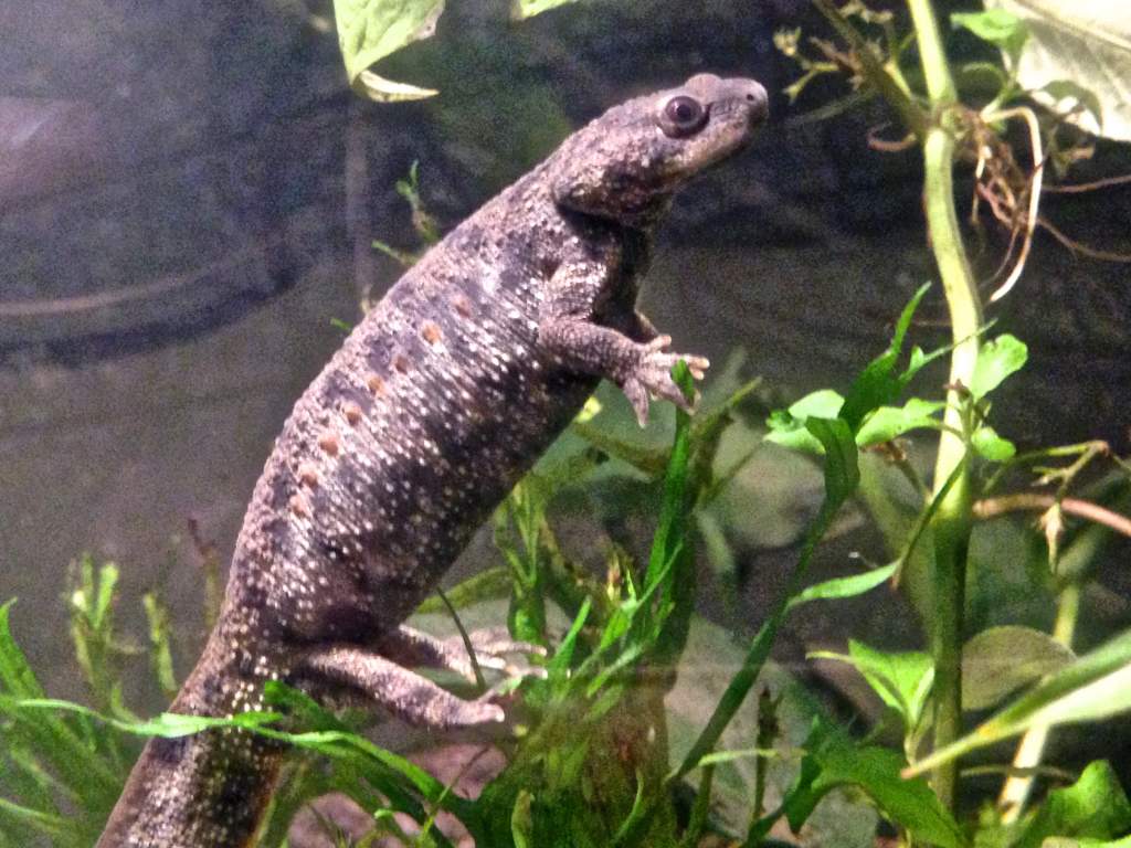 Spanish ribbed newt