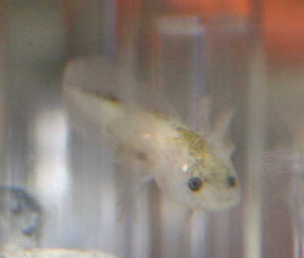 sparkles leucistic 2 weeks