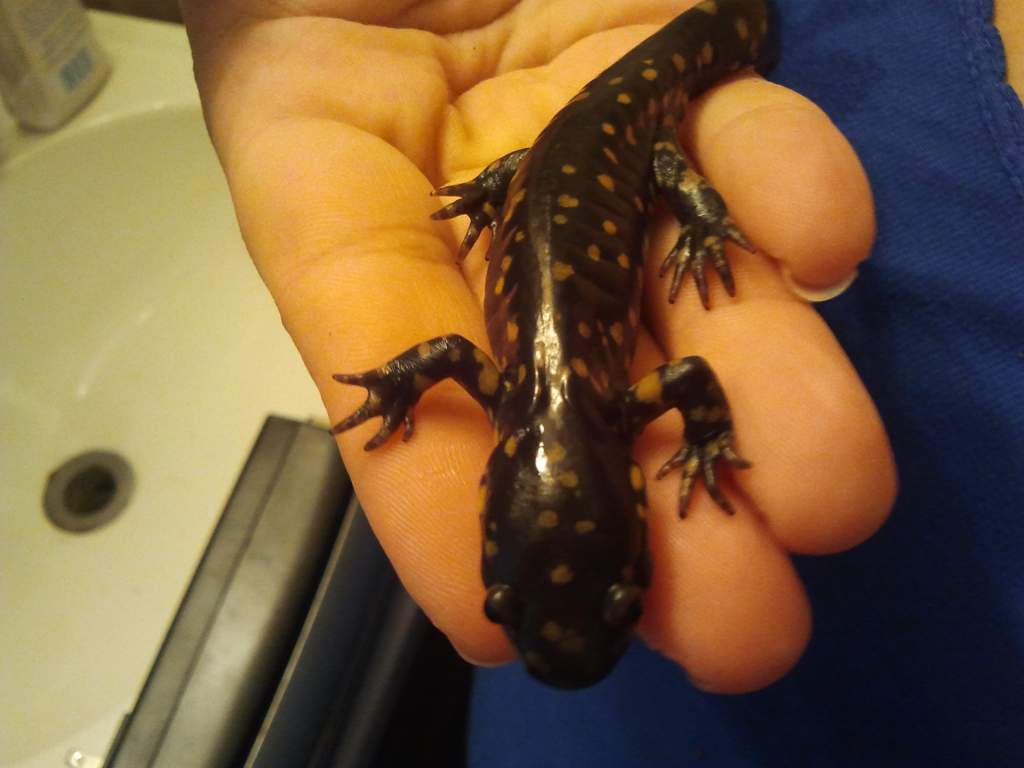 Speckles after cleaning her tank