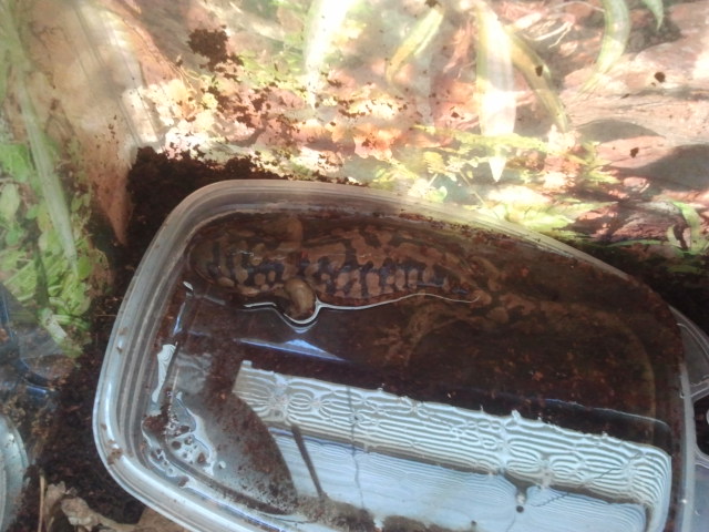speckles in water bowl