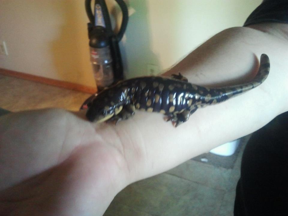 speckles is huge