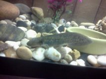 Speckles The newest addition