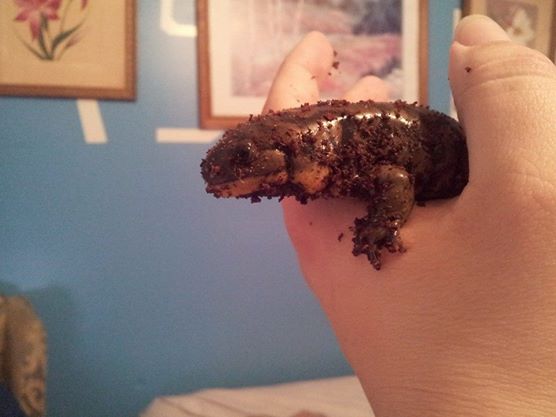 speckles