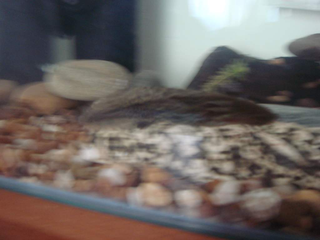 Speed mode