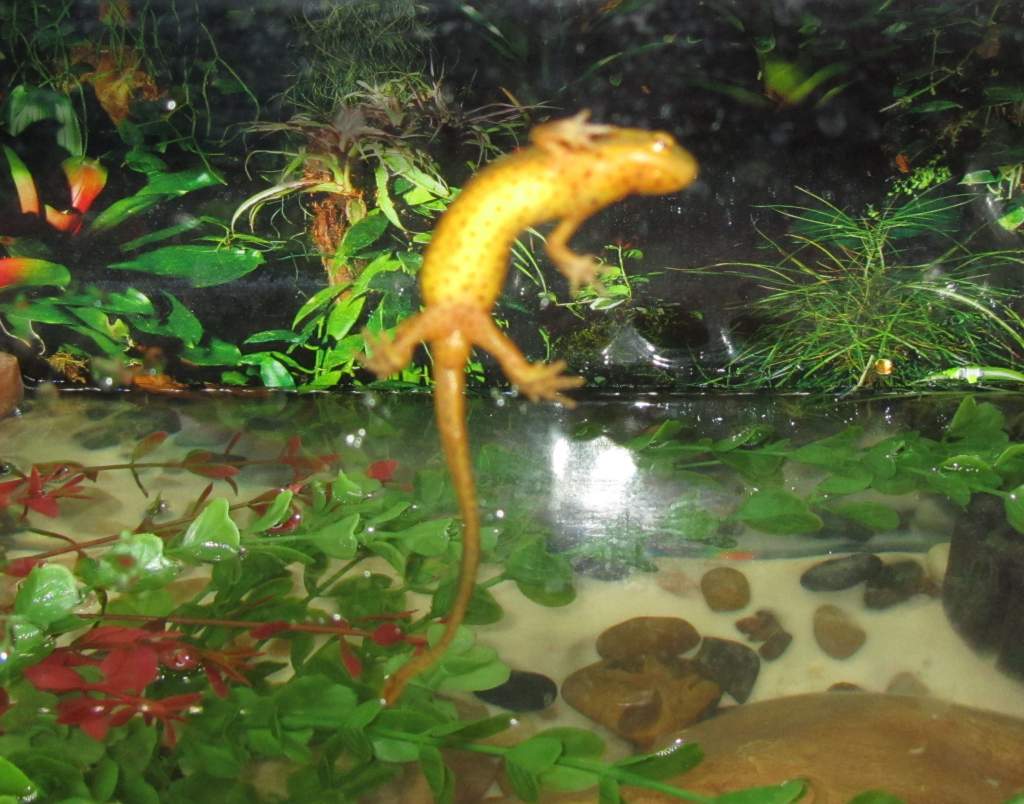Spider Newt