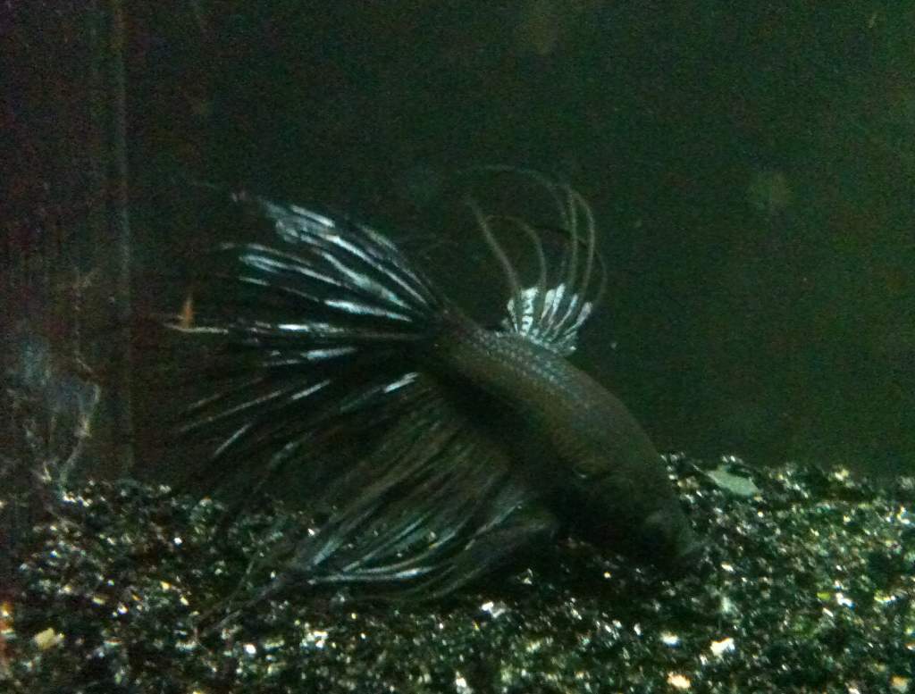 "Spider" the Black Crowntail Betta