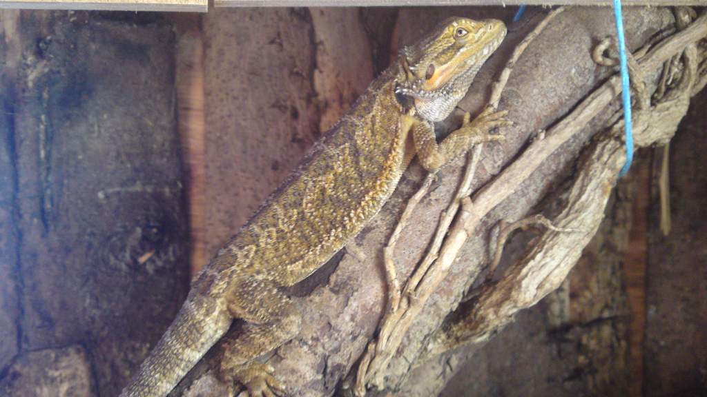 Spike