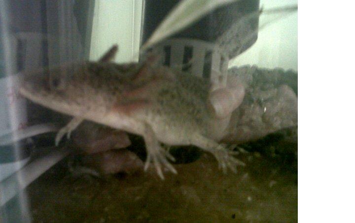 spiney