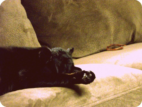Spooky, my insane pyschocitc adorkable deformed cat.
He has a deformed ear, a crooked tail, porportionally to small paws for his body, and a tumor on 