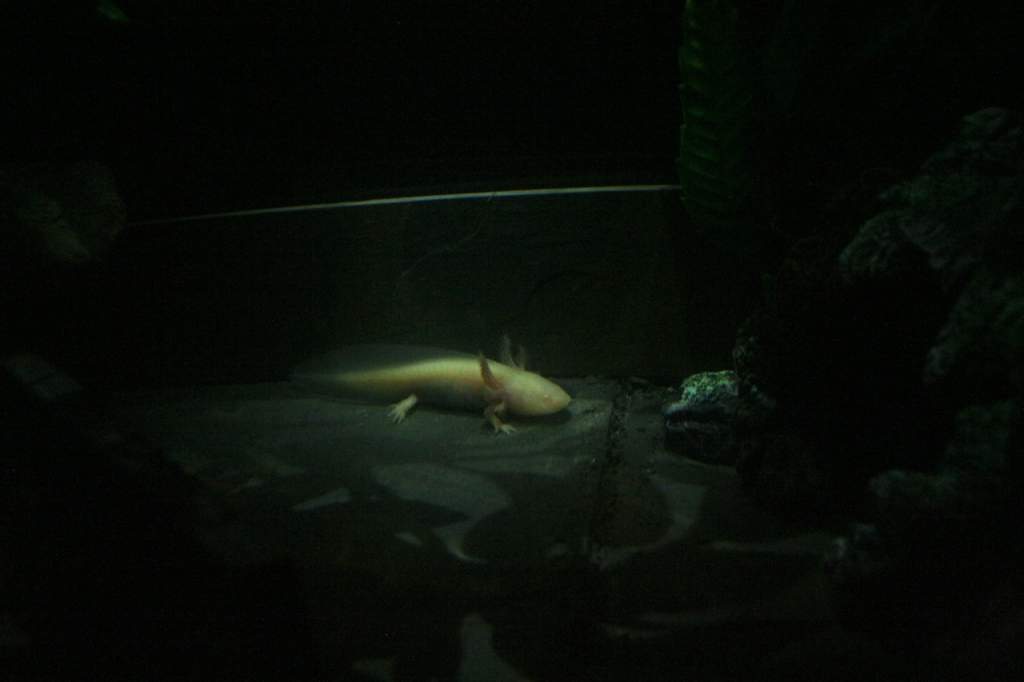 Spotlights on you little one!
