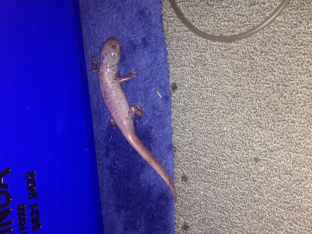 Spots which developed overnight then disappeared in 2 days; peeled off.