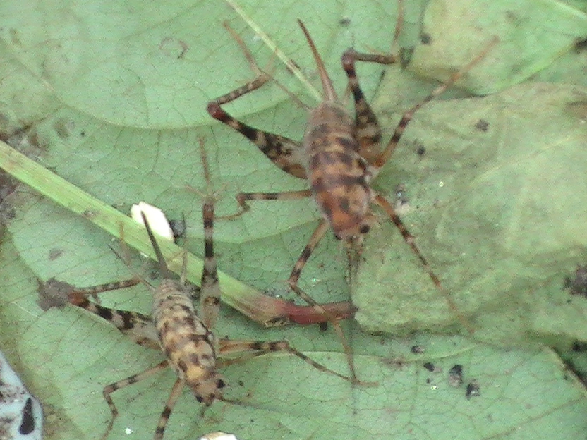 spotted camel crickets