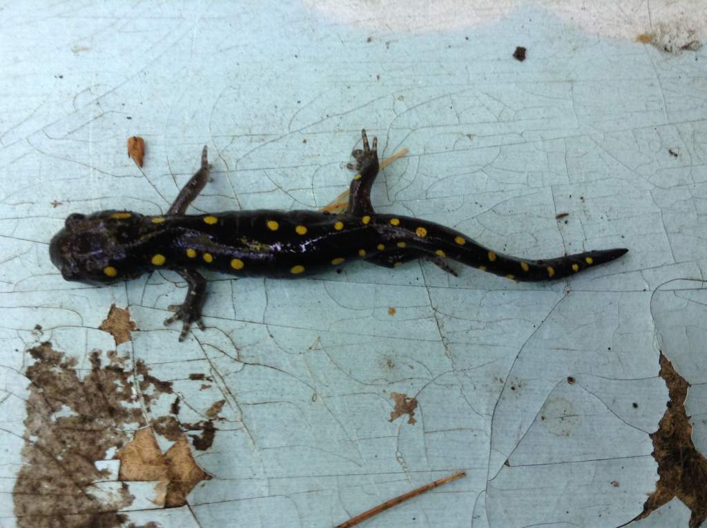 Spotted salamander, juvinile.
