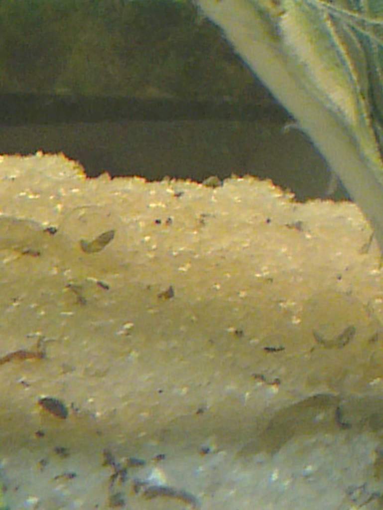 Spotted tonight, in the adult tank - a pair of eggs I missed with babies growing well and one to the front of the picture that is turning bean shaped.