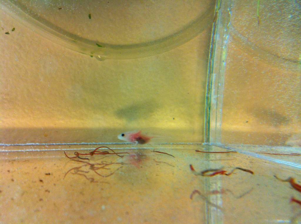 Sprinkles. He's a 'special' adoptions.