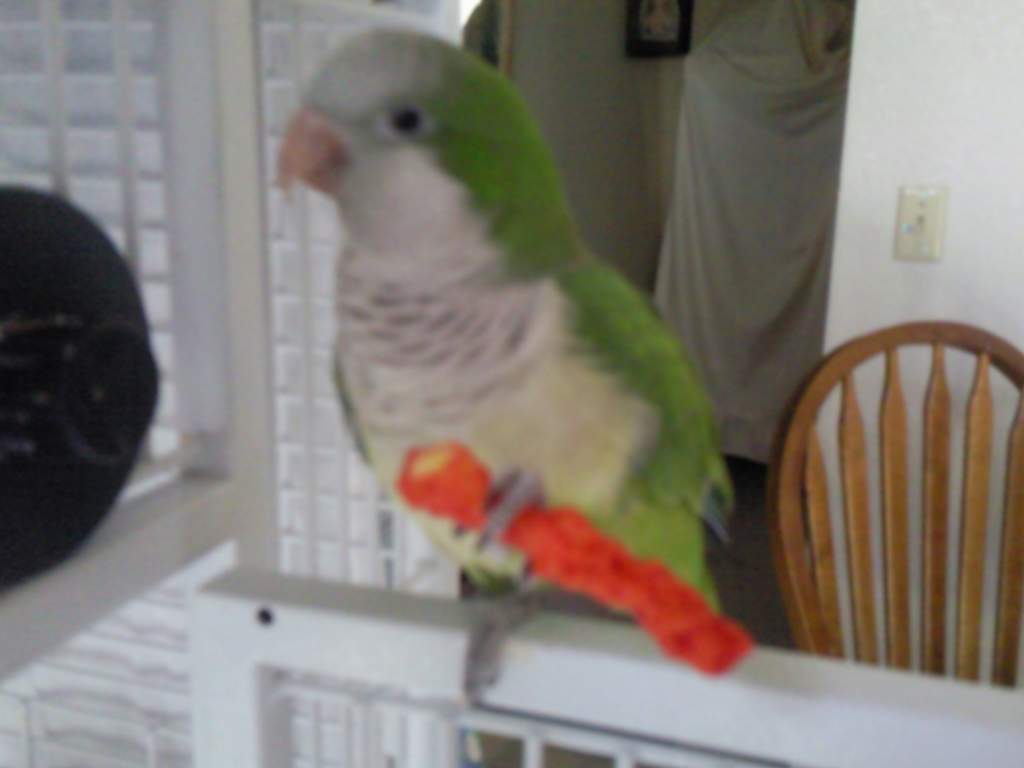 Squeaker my beloved Quaker Parrot. Munching down on a hot Cheeto