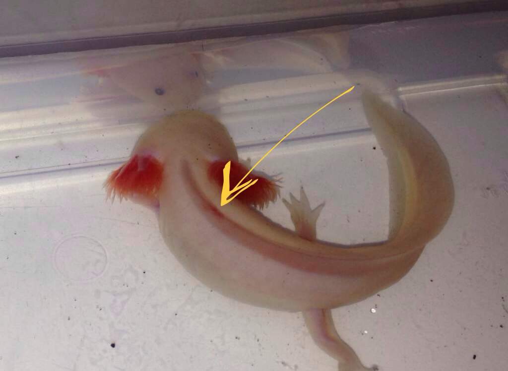 Squiggle