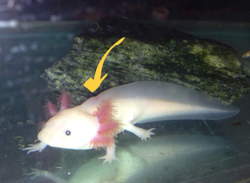 Squiggle