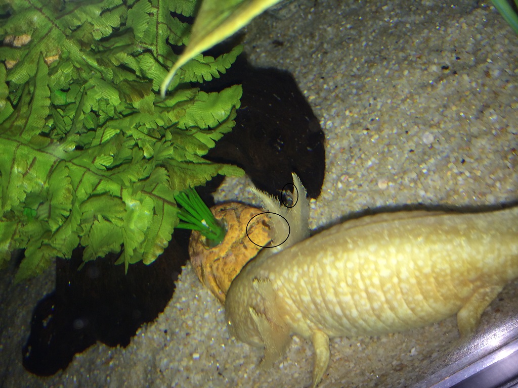 Squirt photo 3
Usually she has red gills, she has been very pale but still wants to eat now that I have her normal worms.