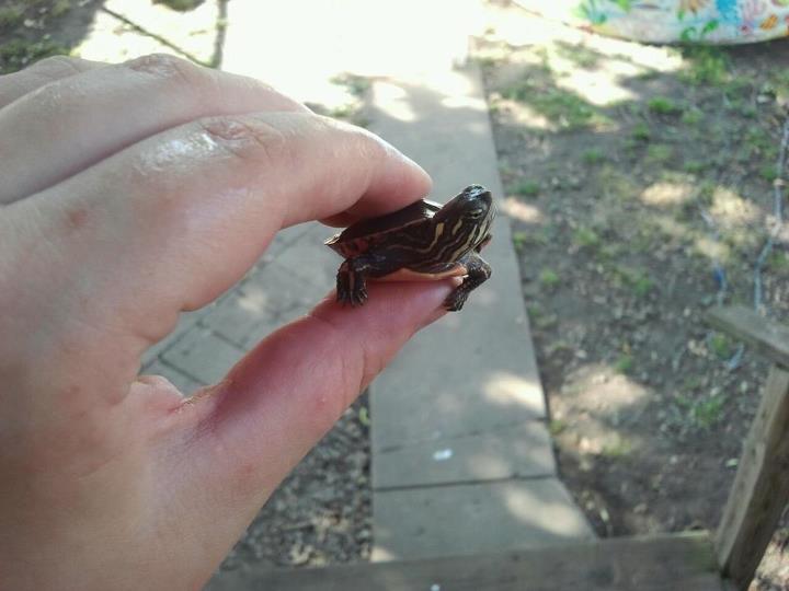 squirtle the turtle