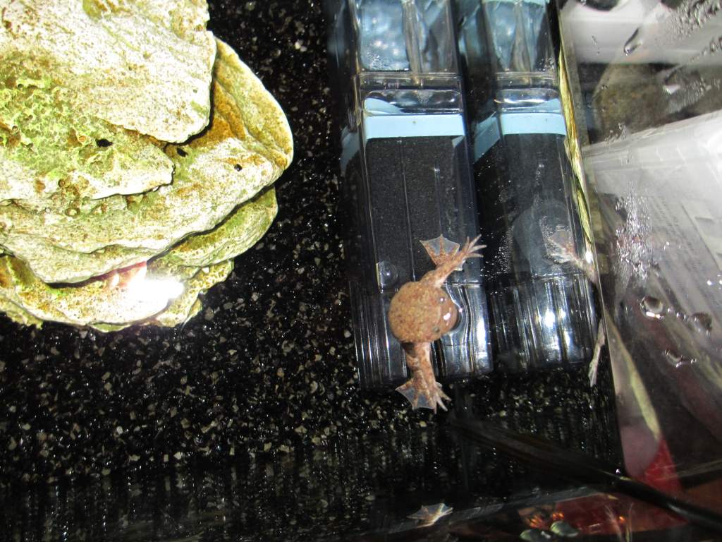 standing on the filter peeking up, very nearly missed that shot as he darted off :P